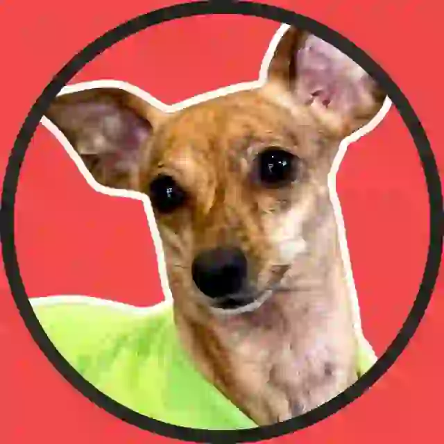 It's Melania 🐾, dog wif no hat, biggest Real World Dog on BASE 🔵
            We rolled out our Mellionaire's Quest App! Start farming 🍖's now, and who knows what cool treats you'll receive soon! 🔥     
            Got friends? Bring 'em in! The more, the merrier! 🌱
                
            Remember: We aspire to make you all Mellionaires through Real World Yield and Real World Returns! 🚀